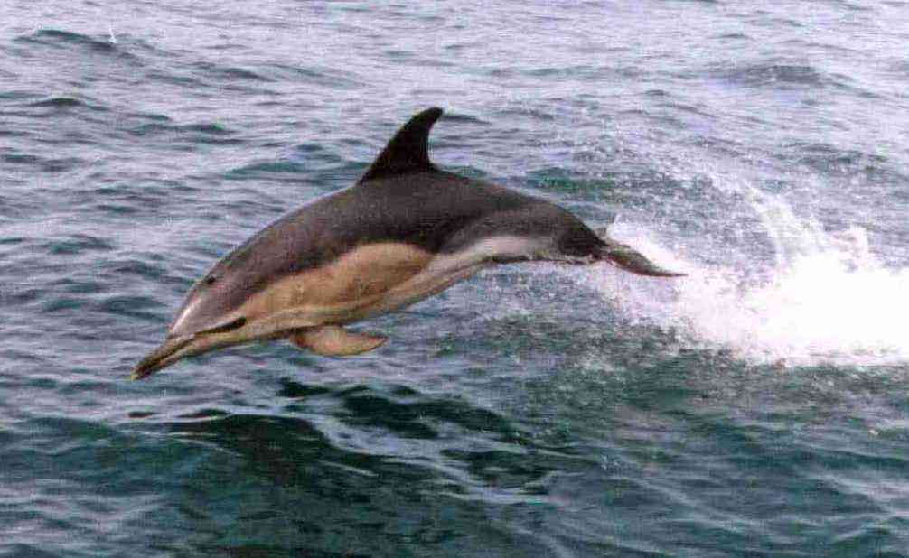 A common dolphin used as a logo for Carolyn Barton MMO Training.