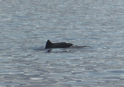 Marine mammals like this harbour porpoise are protected by Marine Mammal Observers who have received training in implementing JNCC guidelines.