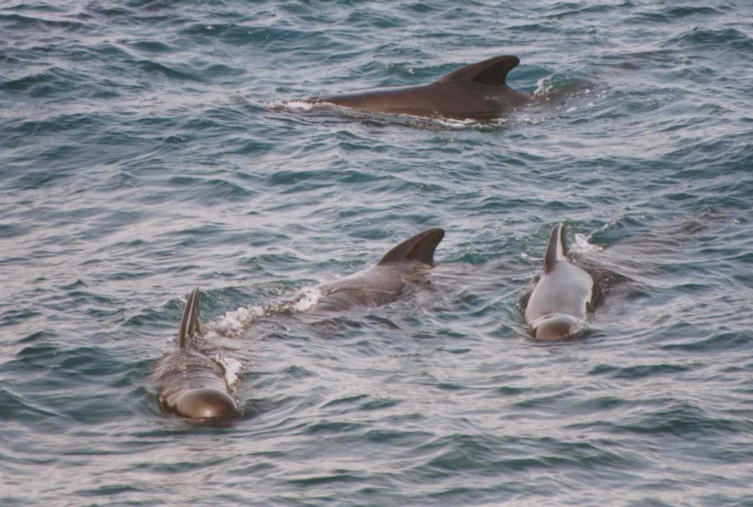 Marine mammals like these pilot whales are protected by Protected Species Observers who have received training in implementing mitigation protocols.